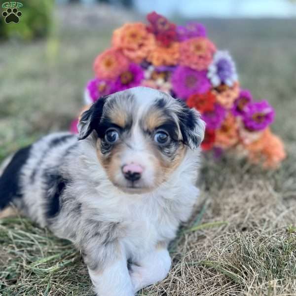Lily, Miniature Australian Shepherd Puppy